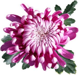 Transparent Chrysanthemum Png - Transparent Chrysanthemum Flower Png, Png Download PNG image with transparent background