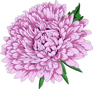 Chrysanthemum Clipart Png , Png Download - Transparent Background Chrysanthemum Clipart, Png Download PNG image with transparent background
