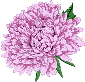 Vibrant Pink Chrysanthemum Illustration PNG Image