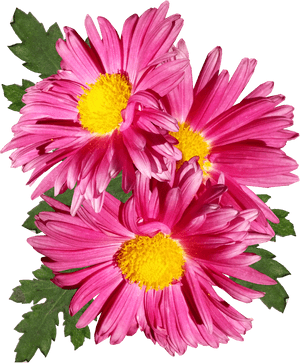 Chrysanthemum, Pink, Flower, Garden, Plant,free Pictures, - Marguerite Daisy, HD Png Download PNG image with transparent background