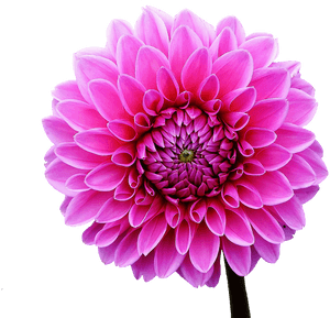 Dahlia, Dahlias, Autumn, Asteraceae, Flower Garden, HD Png Download PNG image with transparent background