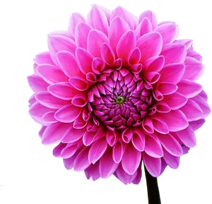 Vibrant Pink Dahlia Flower PNG Image