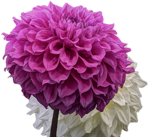 Dahlia Png Pic - Transparent Background Dahlia Flower, Png Download PNG image with transparent background