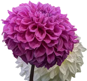 Vibrant Pink Dahlia Flower PNG Image