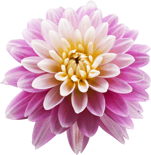 Dahlia Png Photos - Dahlia Png, Transparent Png PNG image with transparent background