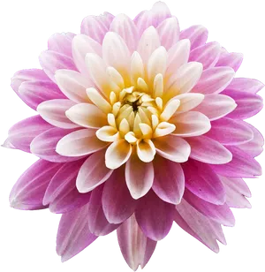 Vibrant Pink Dahlia Flower PNG Image