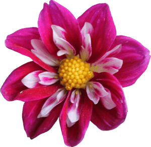 Dahlia Transparent Png, Png Download PNG image with transparent background