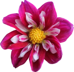 Vibrant Pink Dahlia Flower.png PNG Image