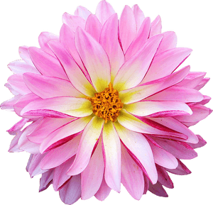 Dahlia Flowers Png, Transparent Png PNG image with transparent background