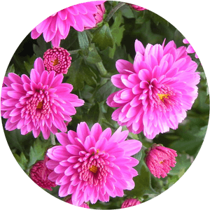 Flower - Dahlia, HD Png Download PNG image with transparent background