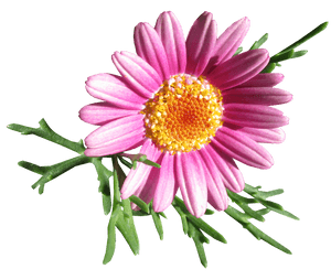Vibrant Pink Daisy Flower PNG image with transparent background