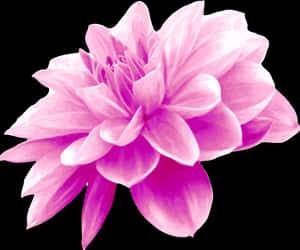 Pink,plant,flower - Light Blue Flower Png, Transparent Png PNG image with transparent background