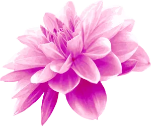 Vibrant_ Pink_ Flower_ Illustration PNG Image