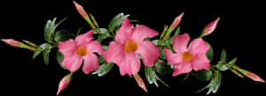 Flowers, Pink, Tropical, Leaves, Buds, Climber, Plant - Tropical Flowers Plants Png, Transparent Png PNG image with transparent background