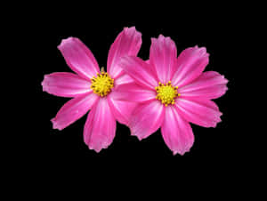 Free Download Flower Png Images - Pink Flower .png, Transparent Png PNG image with transparent background