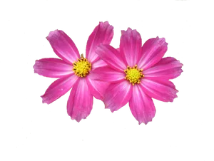 Vibrant_ Pink_ Flowers_ Black_ Background.jpg PNG Image