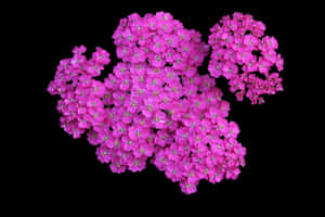 Vibrant Pink Flowers Black Background PNG image with transparent background