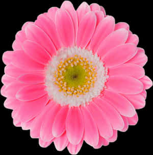 Pink Daisy Png - Pink Daisy Flower Png, Transparent Png PNG image with transparent background