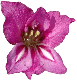 Gladiolus Clipped20180611 18523 8ptwc5 - Gladiolus Flower, HD Png Download PNG with transparent background