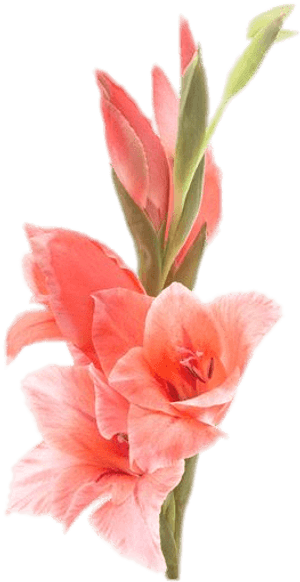Gladiolus - Gladiolus Png, Transparent Png PNG with transparent background