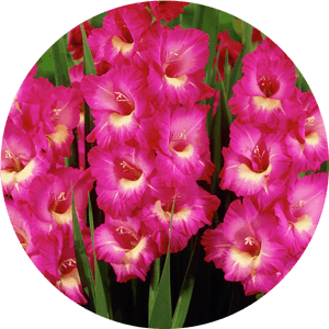 Gladiolus-august - Hot Pink Gladiolus Flower, HD Png Download PNG image with transparent background