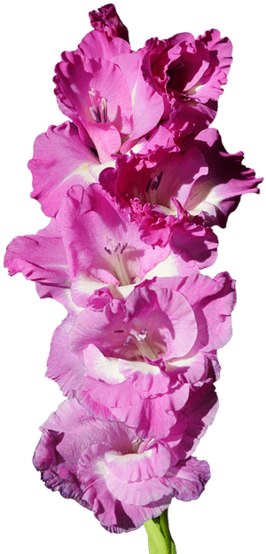Gladiolus, Gladidus, Butterfly Greenhouse, Sword Flower - Gladiolo Png, Transparent Png PNG with transparent background