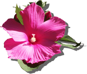 Vibrant Pink Hibiscus Flower PNG image with transparent background