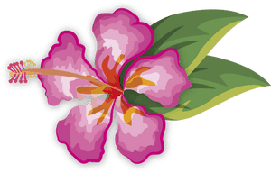 Vibrant Pink Hibiscus Vector PNG image with transparent background