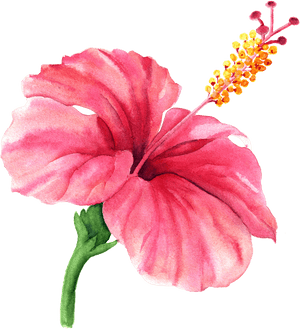 Vibrant Pink Hibiscus Watercolor PNG image with transparent background