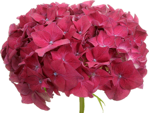 Hydrangea Serrata, HD Png Download PNG image with transparent background