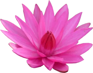 Vibrant Pink Lotus Flower PNG Image