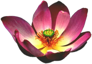 Vibrant Pink Lotus Flower PNG Image