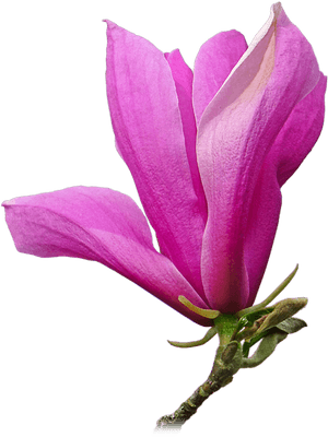 Chinese Magnolia, HD Png Download PNG image with transparent background