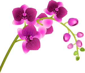 Orchid Flower Transparent Png Clip Art Image​, Png Download PNG image with transparent background