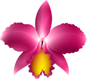 Clipart Frames Orchid - Transparent Background Orchid Clipart, HD Png Download PNG with transparent background