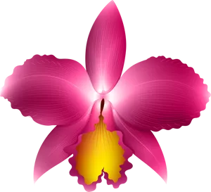 Vibrant Pink Orchid Illustration PNG Image