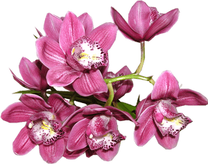 Orchid Png Image - Orchid Png, Transparent Png PNG with transparent background