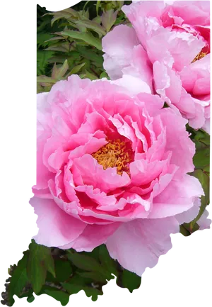 Vibrant_ Pink_ Peonies_ Floral_ Display.jpg PNG Image