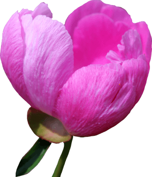 Peony PNG Free Download PNG with transparent background