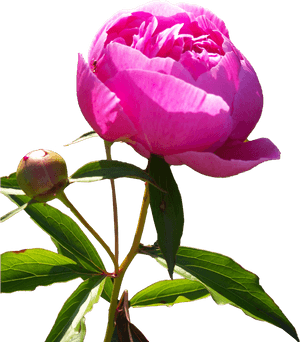 Peonies Png Hd - Peony Flower Png Hd, Transparent Png PNG with transparent background