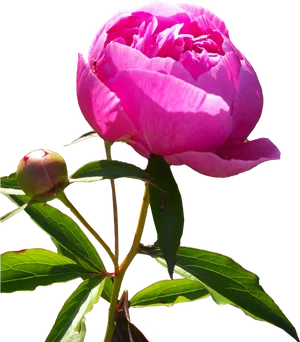 Vibrant Pink Peony Bloom PNG Image