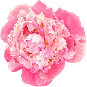 Vibrant Pink Peony Flower PNG Image