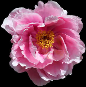 Vibrant Pink Peony Flower PNG image with transparent background