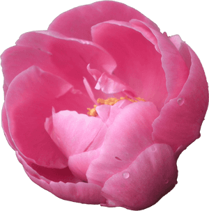 Peony PNG Pic PNG with transparent background