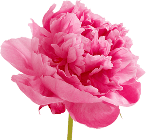 Download Peonies Png Image - Peonies Png, Transparent Png PNG with transparent background