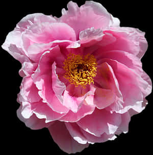Vibrant Pink Peony Flower PNG image with transparent background