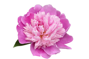 Peony PNG Transparent Picture PNG with transparent background