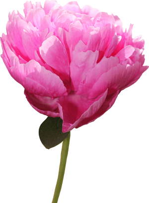 Peony PNG Picture PNG with transparent background