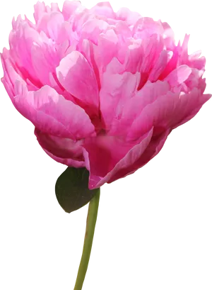 Vibrant Pink Peony Flower PNG Image