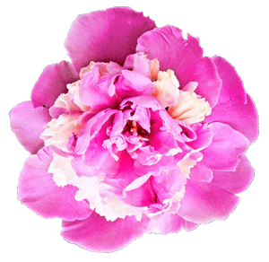 Peony Transparent PNG PNG with transparent background